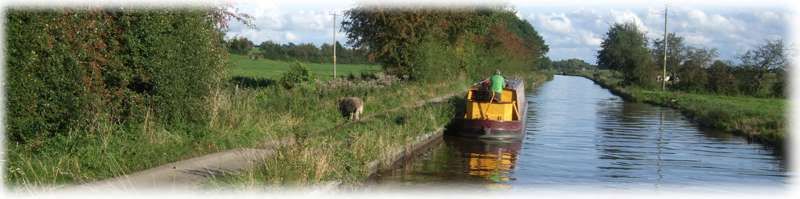 Sheep on the towpath